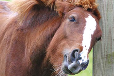 Quels sont les bons réflexes pour soigner la dermite estivale chez le cheval ? 