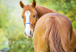 Le stress chez le cheval : comment ça marche ?