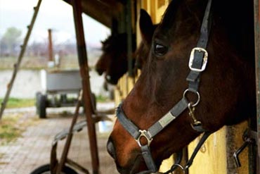 Mon cheval tique : comment améliorer la situation ?