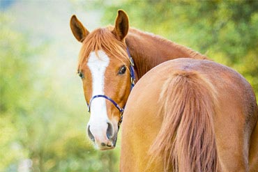 Ulcères gastriques : Est-ce le syndrome des chevaux stressés ?