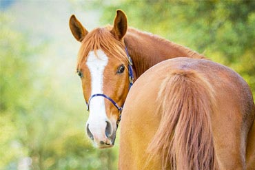 Ulcères gastriques : Est-ce le syndrome des chevaux stressés ? 