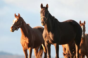 Vitamines : Adapter les apports aux besoins de votre cheval