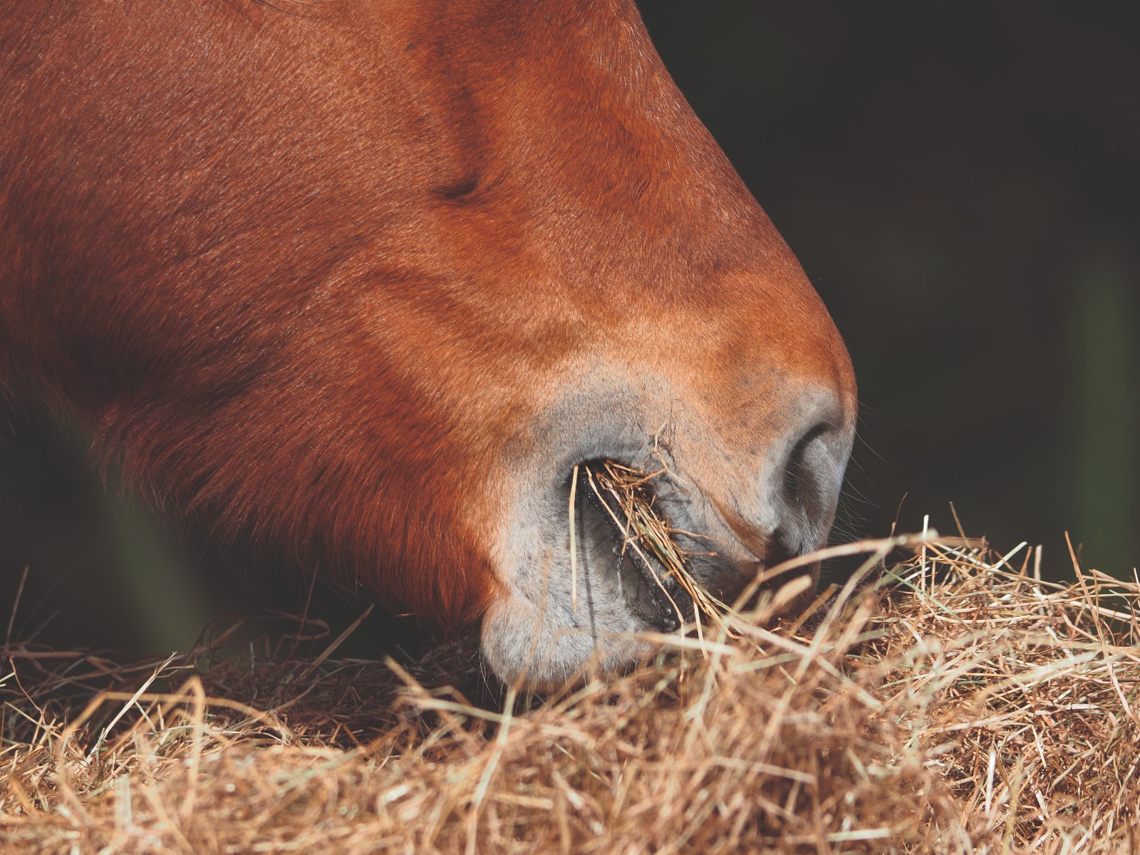 Pierres à sel - Cheval Magazine