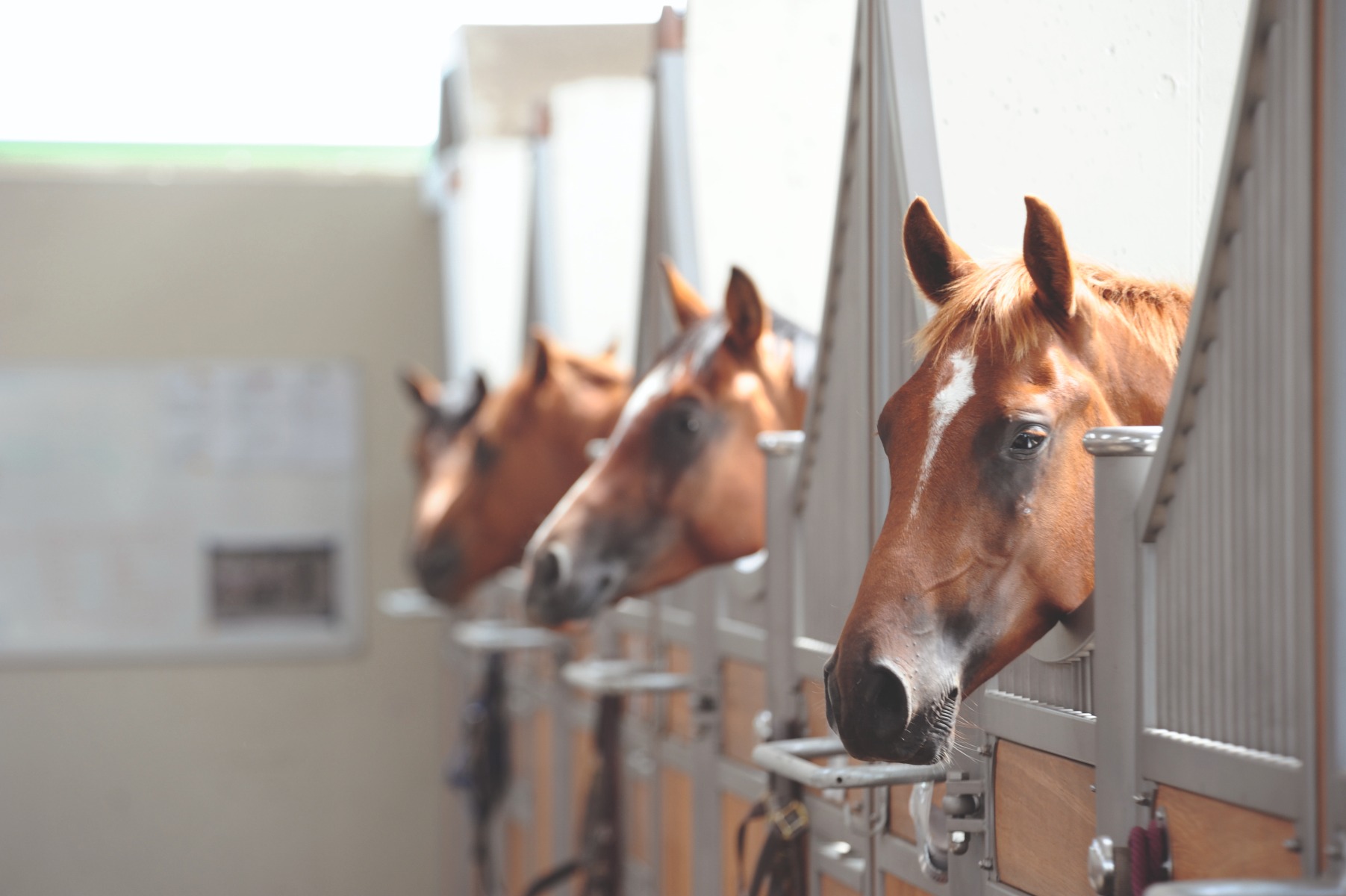 Toise Aluminium pour Chevaux